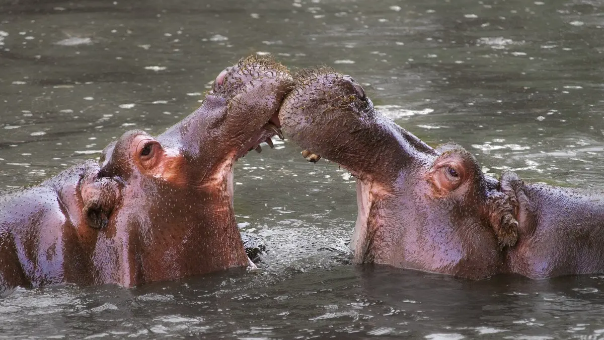 Whipsnade Zoo